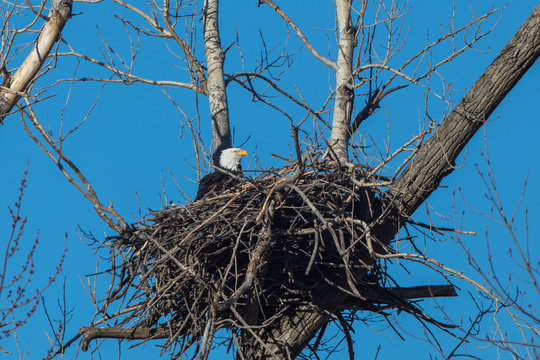 Bald eagle in nest, Loess Bluffs National Wildlife Refuge, Missouri