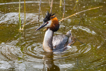 Great crested grebe in a pond