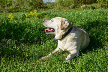 Golden Labrador lying on the green grass in the Park. Dog relaxes on nature. Family vacation. The Golden Labrador. Active walk with a pet. Sunny summer day. Walking with a dog in the city.