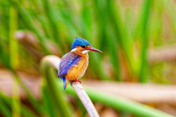 Kingfisher bird sitting on a twig. Kenya.