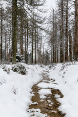 Fototapeta premium Nationalpark Harz der Oderteich im Winter