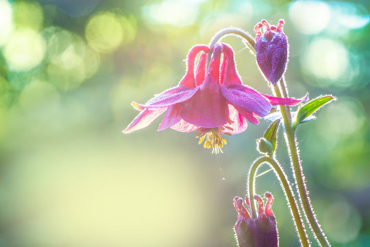 A wild columbine in the early morning in the backlight.