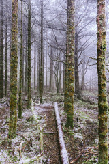 pine trees in fog on mountain
