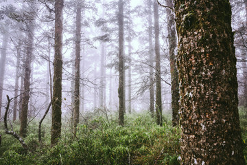 pine trees in fog on mountain