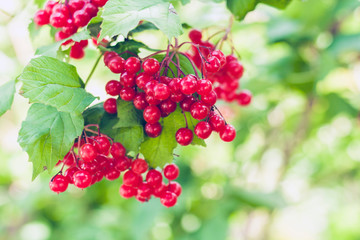 Red viburnum (viburnum opulus) branch with berries and leaves in the garden outdoor in autumn fall.