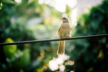 Streak-eared Bulbul (Pycnonotus blanfordi)