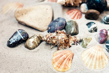 Seashells and stones on the sand, summer beach background travel concept with copy space for text.