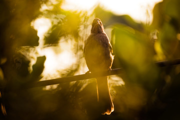 Streak-eared Bulbul (Pycnonotus blanfordi)