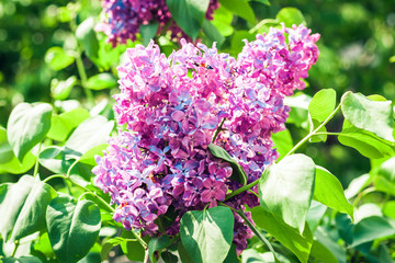 Lilac (Syringa) flower in blossom with leaves texture background, plants in a garden.