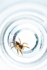 Jumping Spider