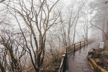Obraz na płótnie Canvas Trees in fog at park China