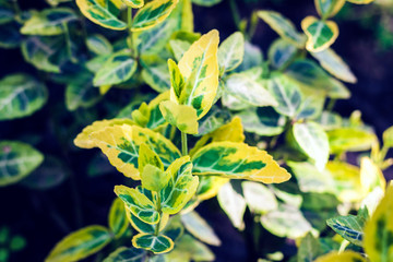 Euonymus plant with green, blue and yellow leaves texture background, plants in a garden.