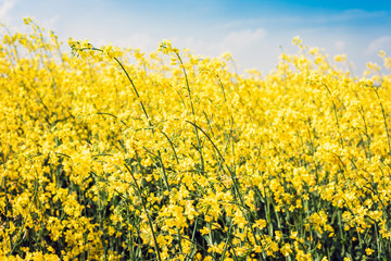 Obraz premium rape blooms on the field (Brassica Napus), with yellow flowers texture background, agricultural plant in Kiev region, Ukraine .