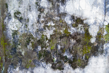 mold n the wall damaged old vintage classic background material texture