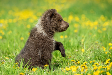 Fototapeta premium Brown bear cub playing on the summer field