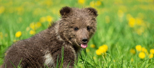 Brown bear cub playing on the summer field