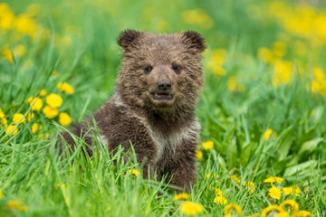 Brown bear cub playing on the summer field