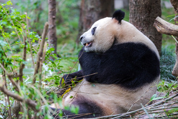 Obraz na płótnie Canvas panda in zoo of Sichuan China