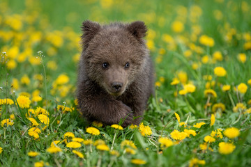 Brown bear cub playing on the summer field