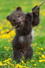 Brown bear cub playing on the summer field