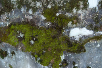 mold n the wall damaged old vintage classic background material texture