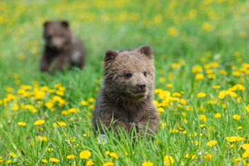 Fototapeta premium Brown bear cub playing on the summer field