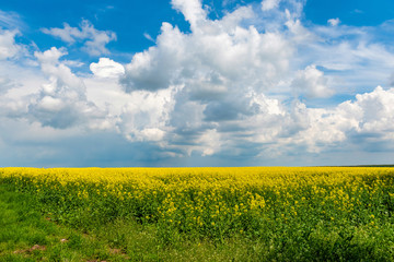 Obraz premium Spring flower field and blue sky