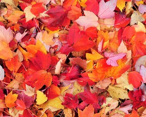 Red and Yellow Maple Tree Leaves