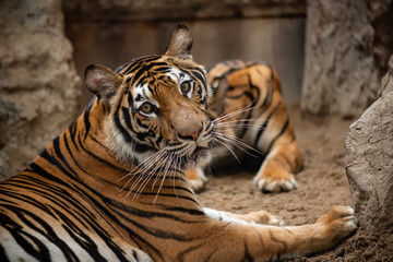 Fototapeta premium Bengal tiger in the zoo looking at camera