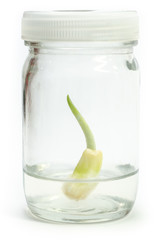 plantlet tissue culture of garlic in agar medium on white background