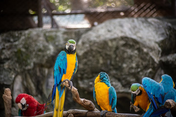 group of blue macows in open zoo