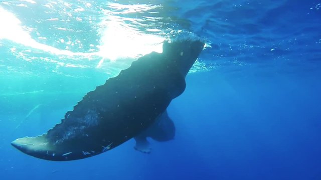 A large humpback whale aggressively moves her dorsal fin in the water, slow-motion.
