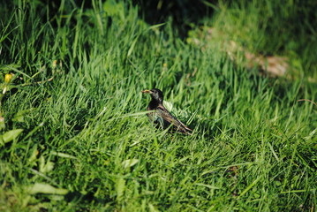 bird in the grass