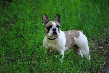 Franch bulldog on the grass