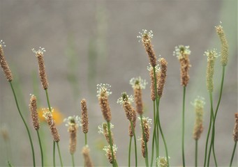 ヘラオオバコの花　春の花　