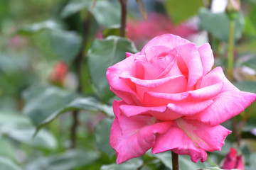 ショッキングピンクのバラ