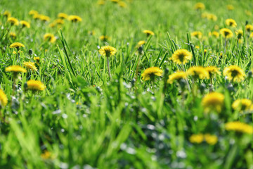 Green grass with yellow dandelions. Close up spring flowers.
