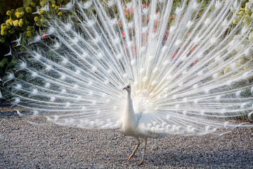 White peacock shows its beautiful tail - obrazy, fototapety, plakaty