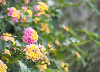 ランタナ七変化　春の花　