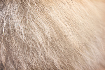 Light brown with white fluffy pomeranian dog fur short smooth seamless patterns texture for background