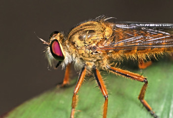 Macro Photo of Orange Robber Fly on Green Leaf Isolated on Background