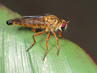 Macro Photo of Orange Robber Fly on Green Leaf Isolated on Background
