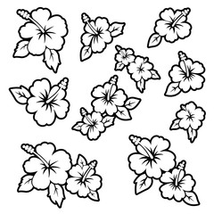 Hibiscus flower material illustration