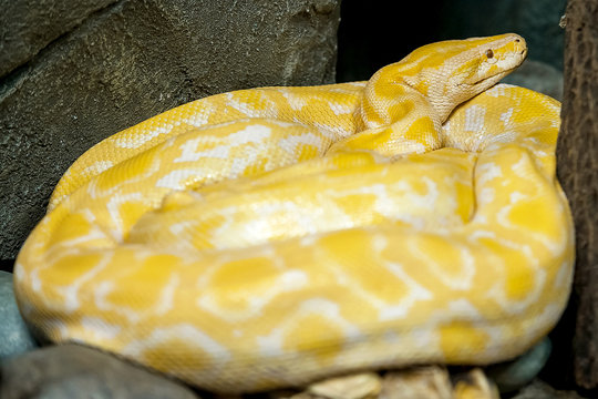 Albino Burmese Python (Python molurus bivittatus). Golden yellow snake lying on ground