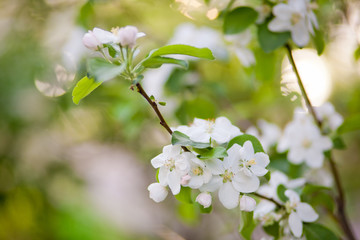 pink flowers in the garden