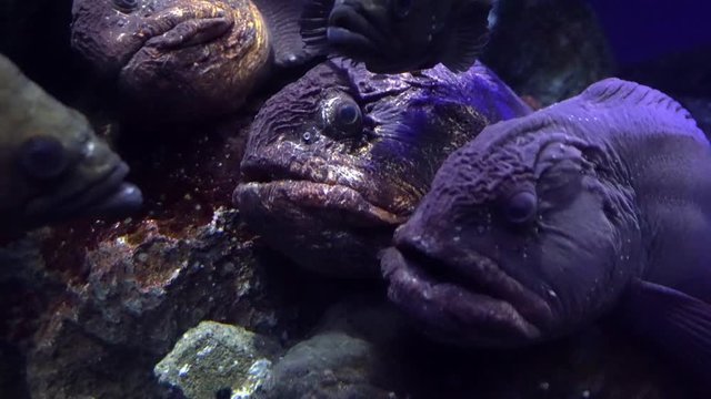 Wolffish