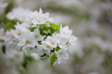 Obraz na płótnie Canvas white flowers of a tree in spring
