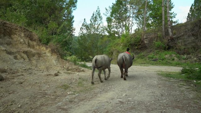 Slow motion of boy leading water buffalo down a dirt road in North Sumatra, Indonesia (120fps to 30fps).