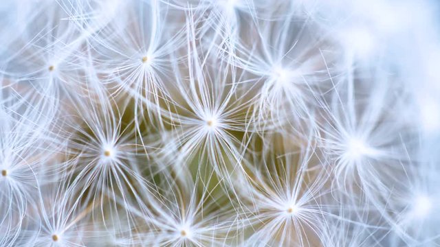 Dandelion seed flower rotating. Close up 4k footage.