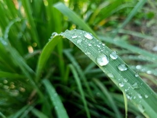 Water on grass